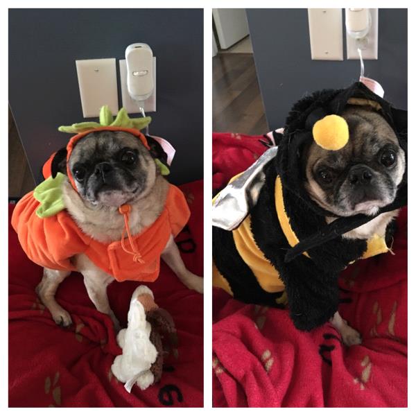/Images/uploads/PUG NATION RESCUE OF LOS ANGELES/pugnationcalendar/entries/2559.jpg